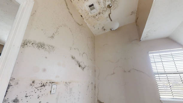 Best Real Estate Mold Inspection  in Griswold, IA