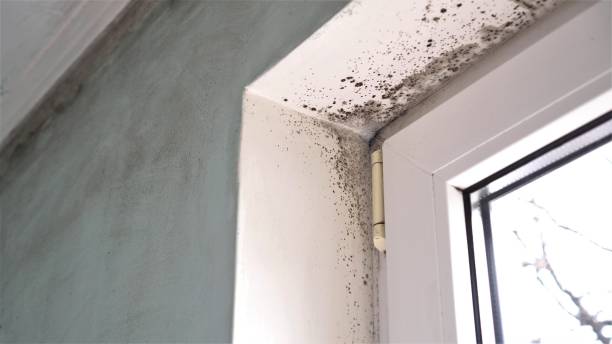 Best Airborne Mold Testing  in Griswold, IA