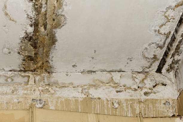 Best Dehumidification Services  in Griswold, IA