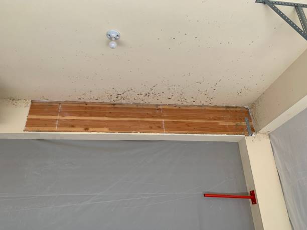 Trusted Griswold, IA Mold Removal Experts