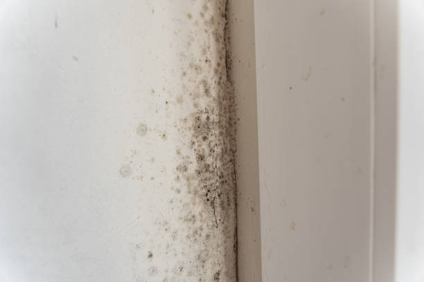 Best Mold Removal for HVAC Installations  in Griswold, IA