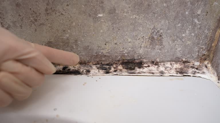 Best Post-Construction Mold Inspection  in Griswold, IA