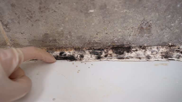 Best Mold Odor Removal Services  in Griswold, IA